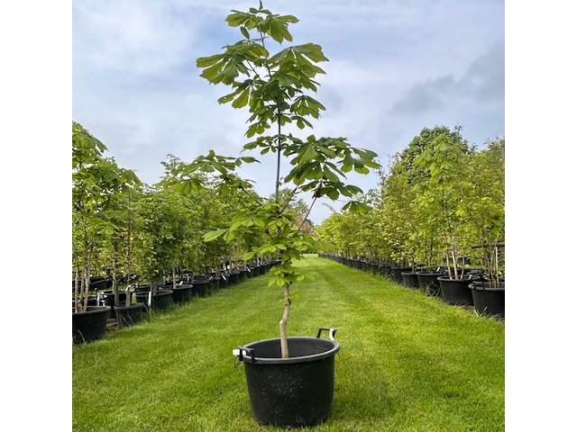 Aesculus hippocastanum (paardenkastanje wit) - afbeelding 1 van  2