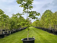Aesculus hippocastanum (paardenkastanje wit) - afbeelding 1 van  2