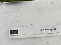Aesculus hippocastanum (paardenkastanje wit) - afbeelding 2 van  2