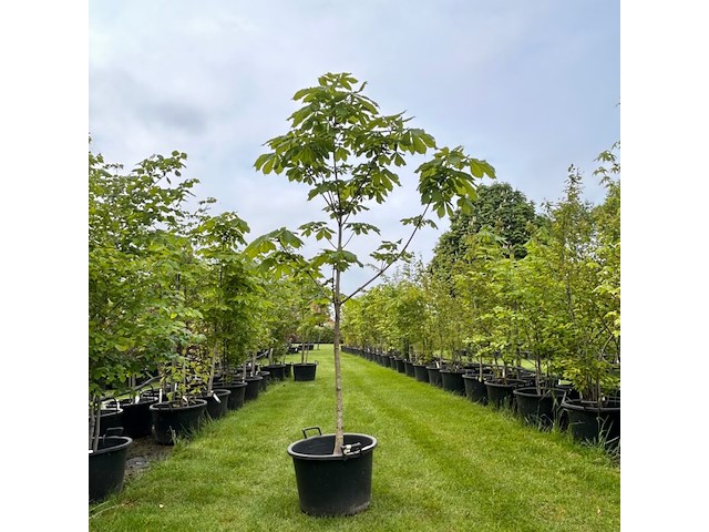 Aesculus hippocastanum (paardenkastanje wit) - afbeelding 1 van  2