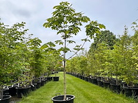 Aesculus hippocastanum (paardenkastanje wit) - afbeelding 1 van  2