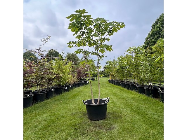 Aesculus hippocastanum (paardenkastanje wit) - afbeelding 1 van  2