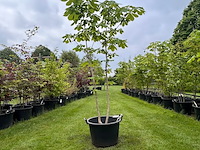 Aesculus hippocastanum (paardenkastanje wit) - afbeelding 1 van  2