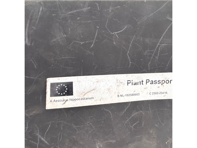 Aesculus hippocastanum (paardenkastanje wit) - afbeelding 2 van  2