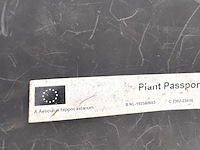 Aesculus hippocastanum (paardenkastanje wit) - afbeelding 2 van  2