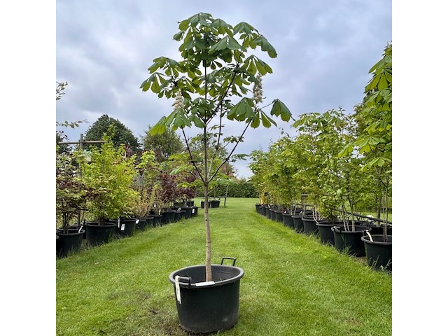 Aesculus hippocastanum (paardenkastanje wit) - afbeelding 1 van  2