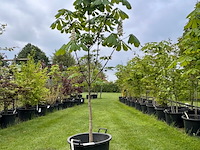 Aesculus hippocastanum (paardenkastanje wit) - afbeelding 1 van  2