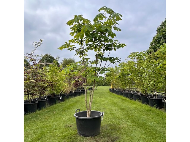 Aesculus hippocastanum (paardenkastanje wit) - afbeelding 1 van  2