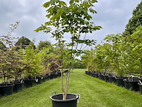 Aesculus hippocastanum (paardenkastanje wit) - afbeelding 1 van  2