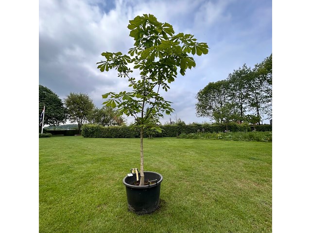 Aesculus hippocastanum (paardenkastanje wit) - afbeelding 1 van  2