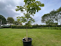 Aesculus hippocastanum (paardenkastanje wit) - afbeelding 1 van  2