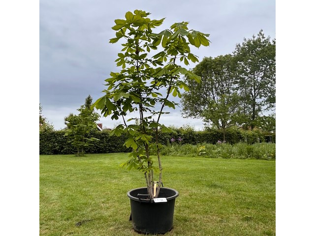 Aesculus hippocastanum (paardenkastanje wit) - afbeelding 1 van  2