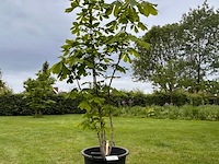 Aesculus hippocastanum (paardenkastanje wit) - afbeelding 1 van  2
