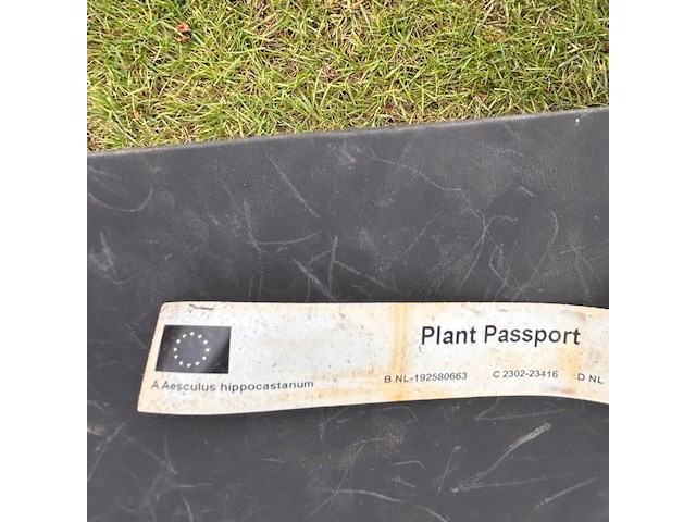 Aesculus hippocastanum (paardenkastanje wit) - afbeelding 2 van  2