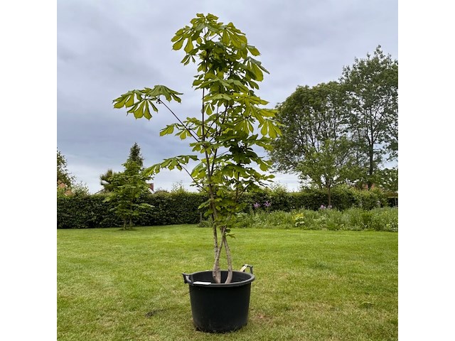 Aesculus hippocastanum (paardenkastanje wit) - afbeelding 1 van  2