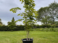 Aesculus hippocastanum (paardenkastanje wit) - afbeelding 1 van  2