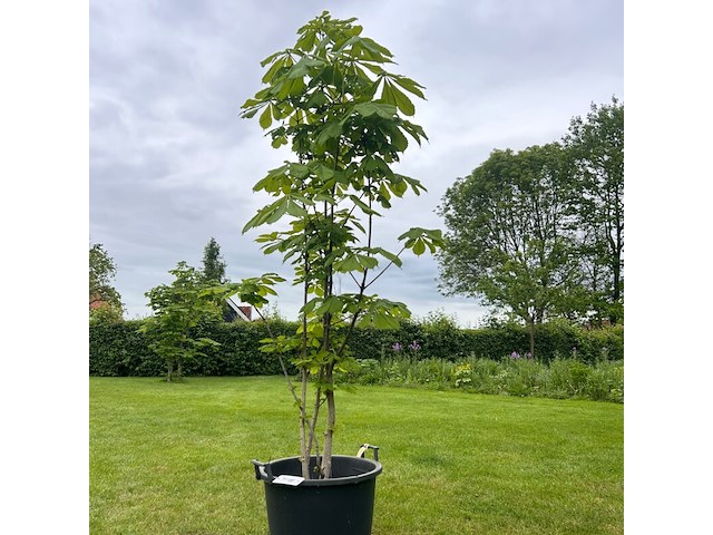 Aesculus hippocastanum (paardenkastanje wit) - afbeelding 1 van  2