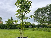Aesculus hippocastanum (paardenkastanje wit) - afbeelding 1 van  2