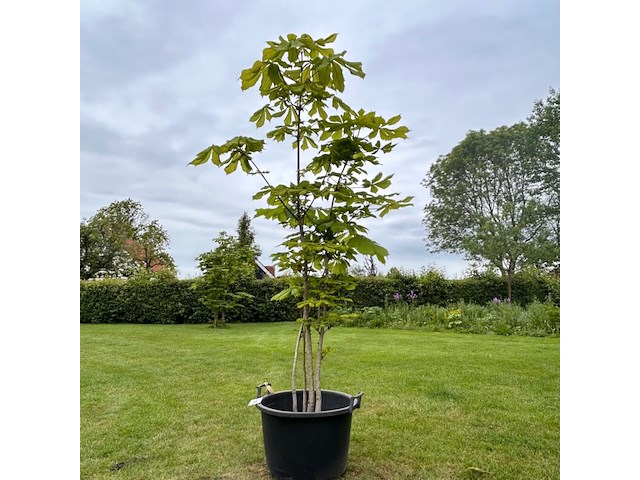 Aesculus hippocastanum (paardenkastanje wit) - afbeelding 1 van  2