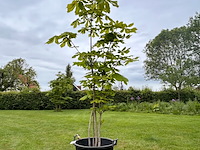 Aesculus hippocastanum (paardenkastanje wit) - afbeelding 1 van  2