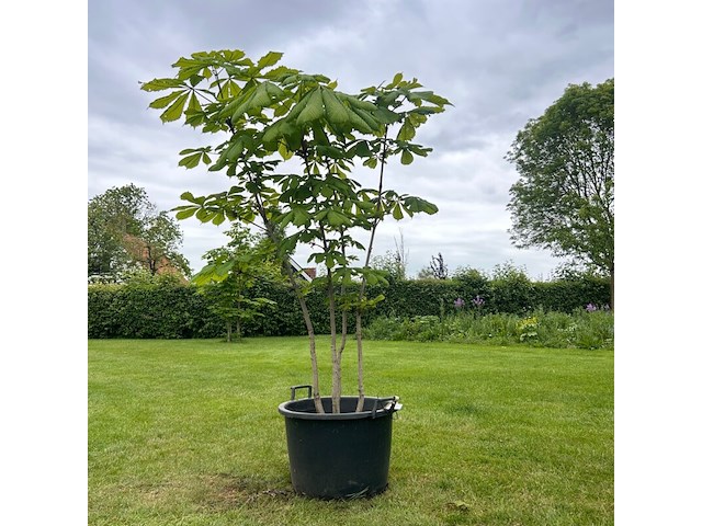 Aesculus hippocastanum (paardenkastanje wit) - afbeelding 1 van  2