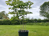 Aesculus hippocastanum (paardenkastanje wit) - afbeelding 1 van  2