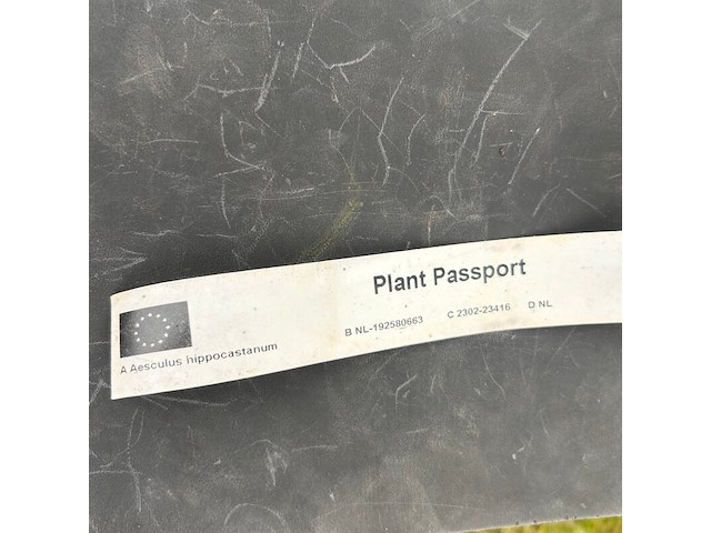 Aesculus hippocastanum (paardenkastanje wit) - afbeelding 2 van  2