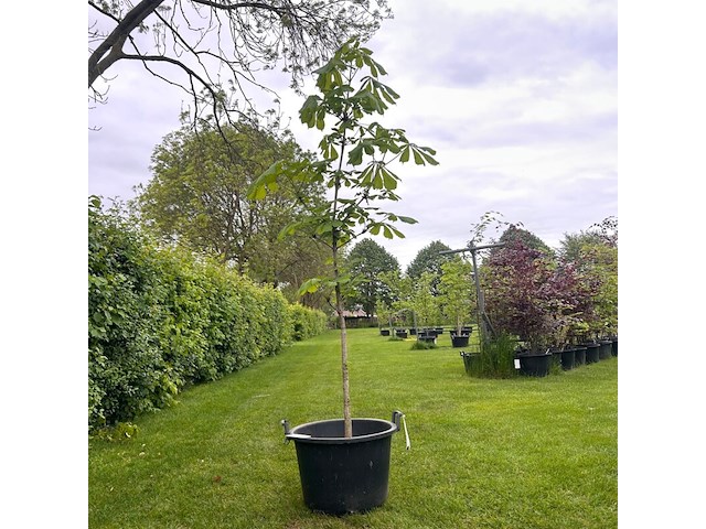 Aesculus hippocastanum (paardenkastanje wit) - afbeelding 1 van  2