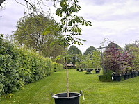 Aesculus hippocastanum (paardenkastanje wit) - afbeelding 1 van  2