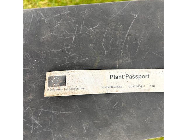 Aesculus hippocastanum (paardenkastanje wit) - afbeelding 2 van  2