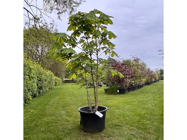 Aesculus hippocastanum (paardenkastanje wit) - afbeelding 1 van  2