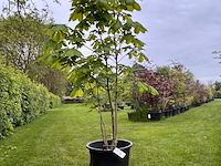 Aesculus hippocastanum (paardenkastanje wit) - afbeelding 1 van  2