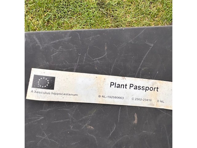 Aesculus hippocastanum (paardenkastanje wit) - afbeelding 2 van  2