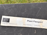 Aesculus hippocastanum (paardenkastanje wit) - afbeelding 2 van  2