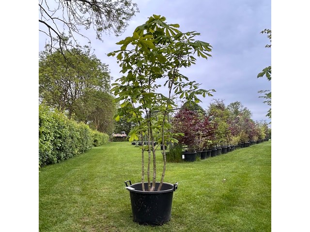 Aesculus hippocastanum (paardenkastanje wit) - afbeelding 1 van  2