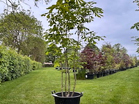Aesculus hippocastanum (paardenkastanje wit) - afbeelding 1 van  2
