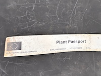 Aesculus hippocastanum (paardenkastanje wit) - afbeelding 2 van  2