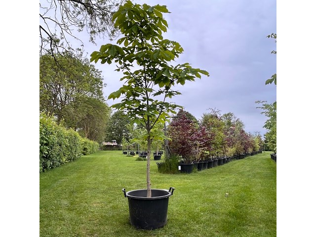 Aesculus hippocastanum (paardenkastanje wit) - afbeelding 1 van  2