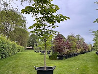 Aesculus hippocastanum (paardenkastanje wit) - afbeelding 1 van  2