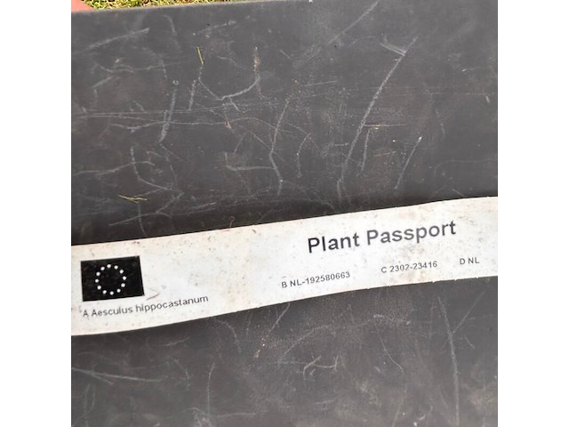 Aesculus hippocastanum (paardenkastanje wit) - afbeelding 2 van  2