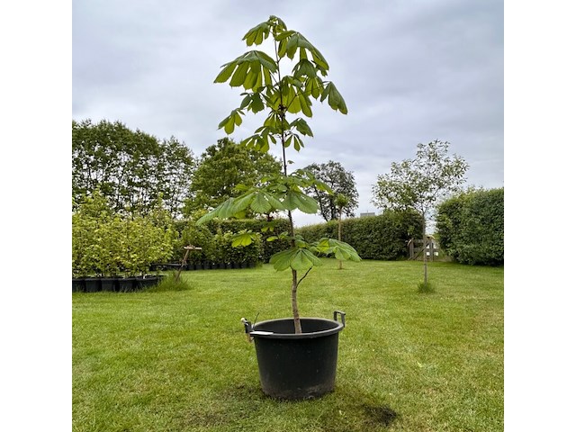 Aesculus hippocastanum (paardenkastanje wit) - afbeelding 1 van  2