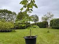 Aesculus hippocastanum (paardenkastanje wit) - afbeelding 1 van  2