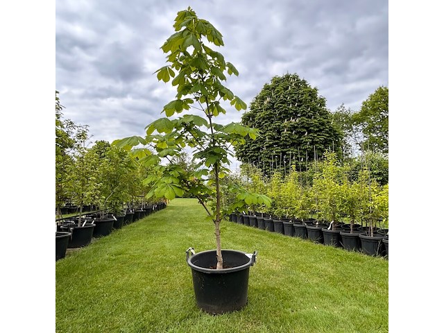 Aesculus hippocastanum (paardenkastanje wit) - afbeelding 1 van  2