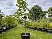 Aesculus hippocastanum (paardenkastanje wit) - afbeelding 1 van  2