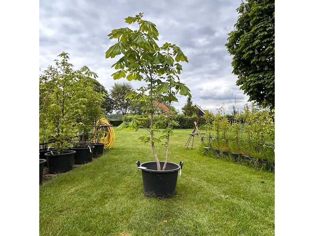 Aesculus hippocastanum (paardenkastanje wit) - afbeelding 1 van  2