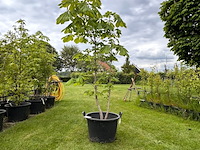 Aesculus hippocastanum (paardenkastanje wit) - afbeelding 1 van  2