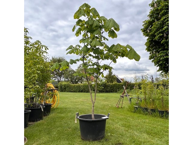 Aesculus hippocastanum (paardenkastanje wit) - afbeelding 1 van  2