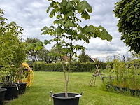Aesculus hippocastanum (paardenkastanje wit) - afbeelding 1 van  2