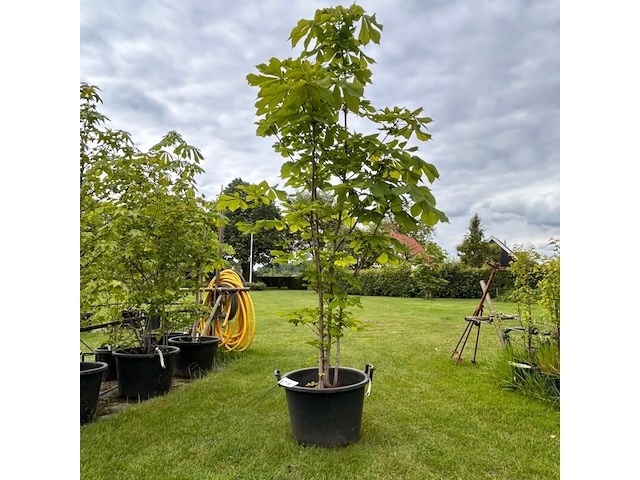 Aesculus hippocastanum (paardenkastanje wit) - afbeelding 1 van  2