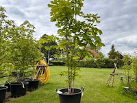 Aesculus hippocastanum (paardenkastanje wit) - afbeelding 1 van  2